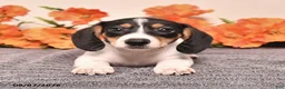 Miniature Dachshund dogs for sale: Comet - Ad 1