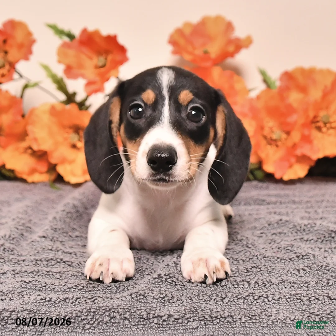 Miniature Dachshund dogs for sale: Comet - Ad 1