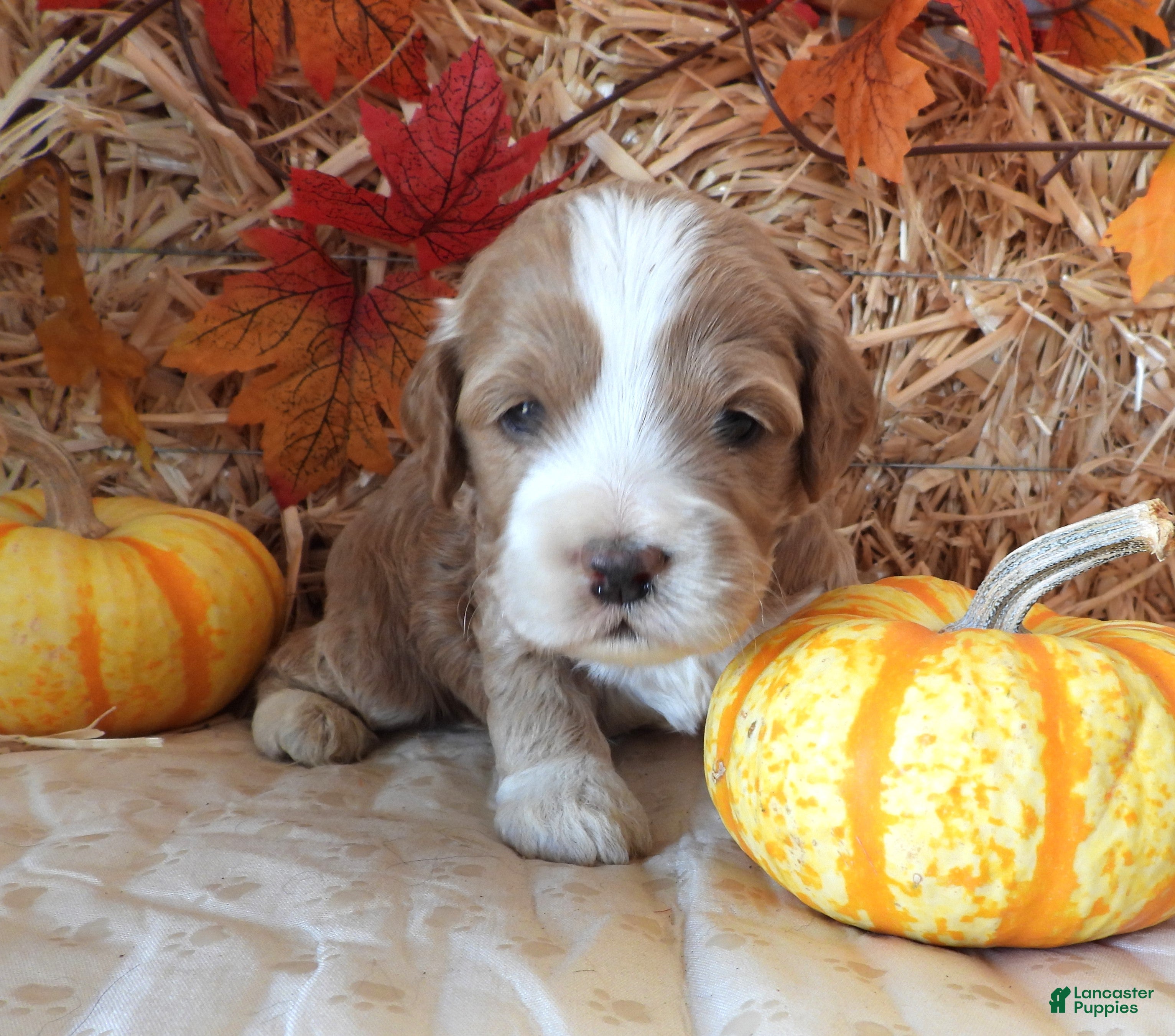 Cockapoo dogs #5 Male (Leslie's) - Ad 2