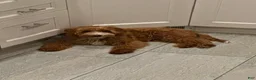 Irish Doodle dogs for sale: Irish Doodle 1 - Ad 5