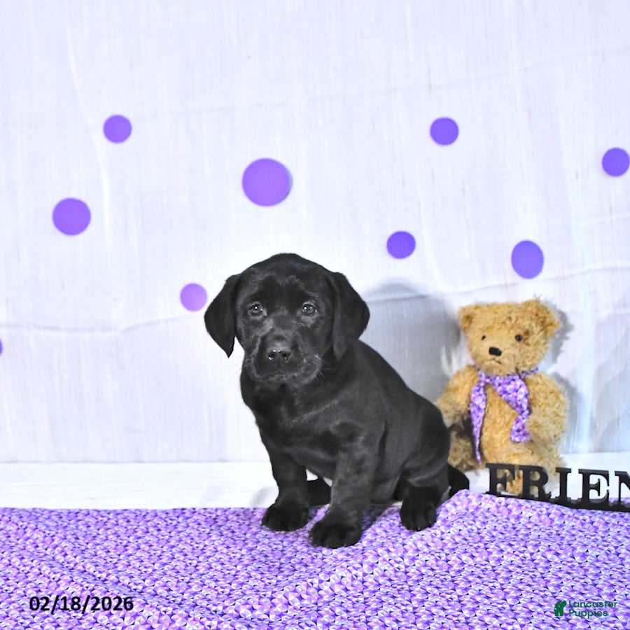 Labrador Retriever dogs Penny - Ad 1