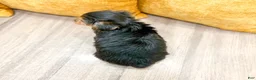Yorkshire Terrier dogs for sale: Duke - Ad 5