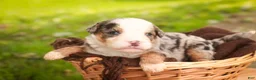 Mini Bernedoodle dogs for sale: Harvest F1 Mini Bernedoodle  - Ad 9