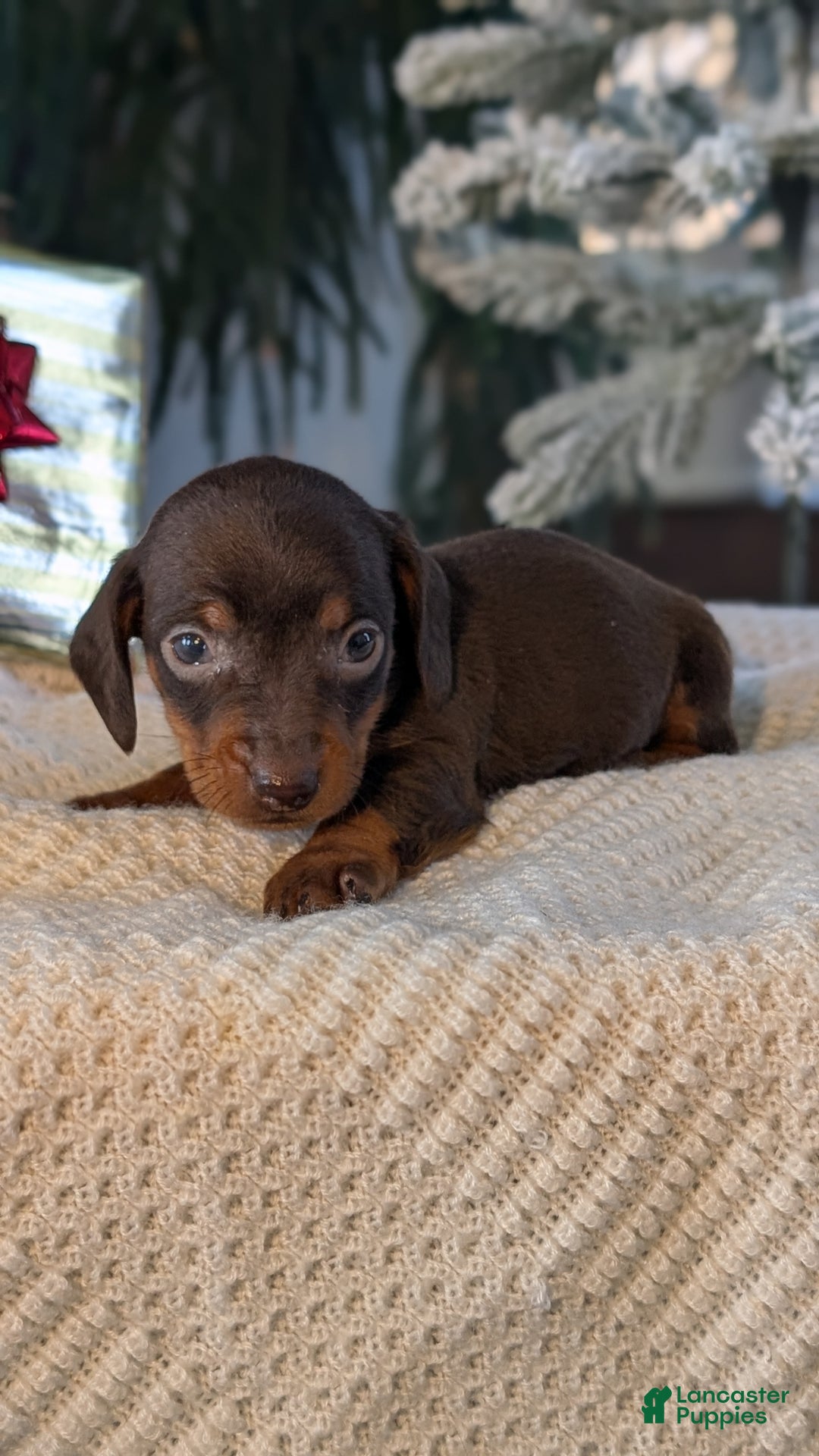 Miniature Dachshund dogs for sale: Flint - Ad 3