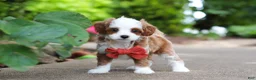Cavapoo dogs for sale: Mr Bentley - Ad 13
