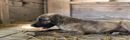 Anatolian Shepherd dogs for sale: Aspen 2026 Female 1 - Ad 4