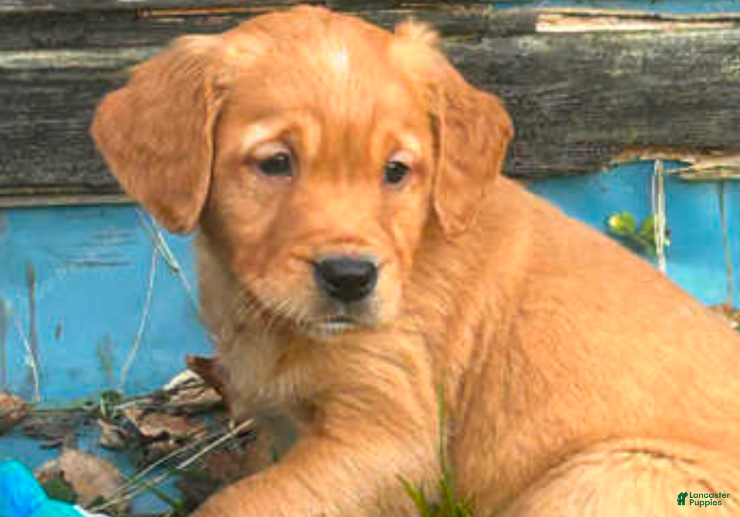 Golden Retriever dogs for sale: Golden Retriever Puppy 2 - Ad 1