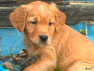 Golden Retriever dogs Golden Retriever Puppy 2 - Ad 11
