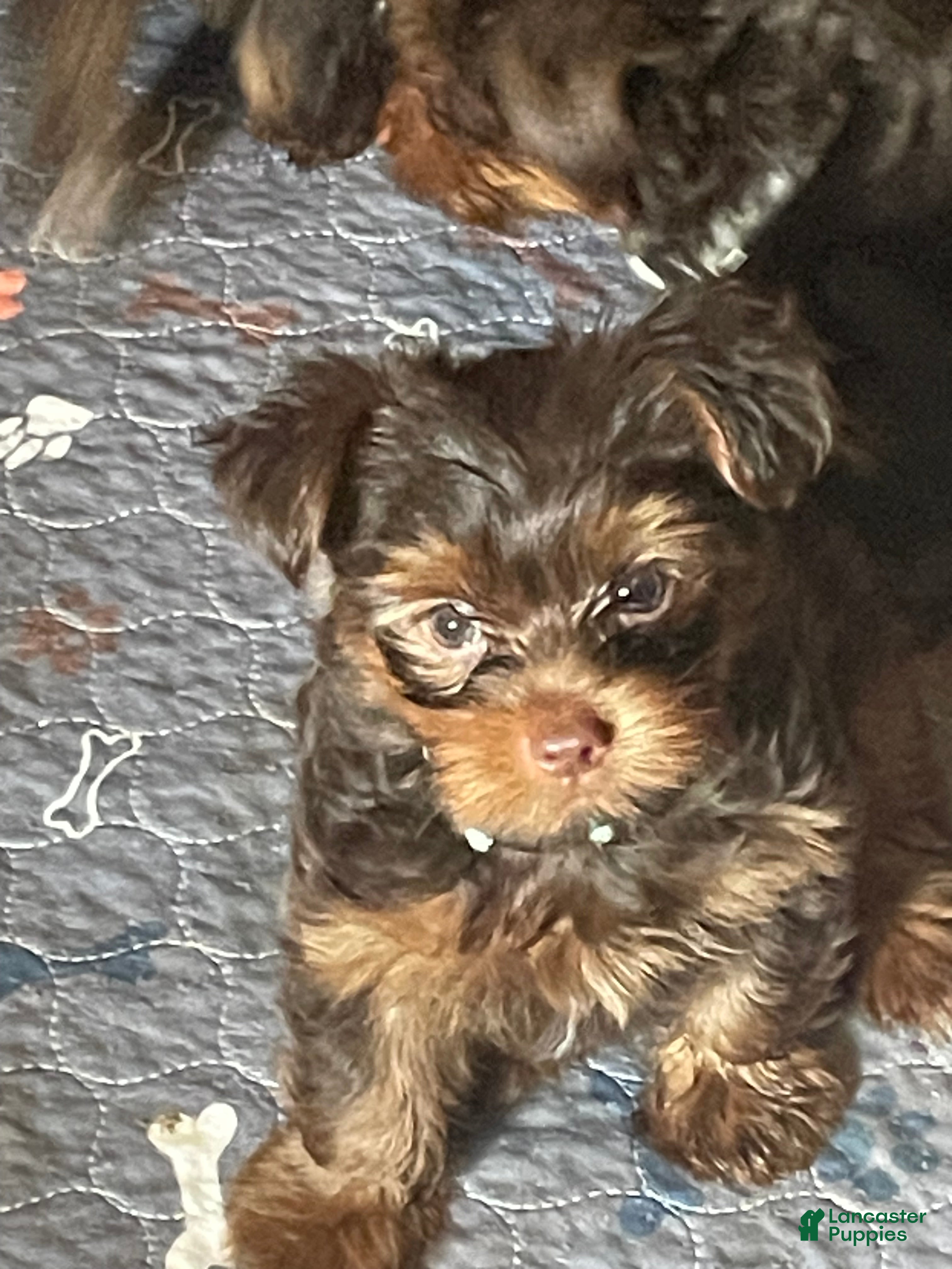 Yorkshire Terrier dogs Tony - Ad 1