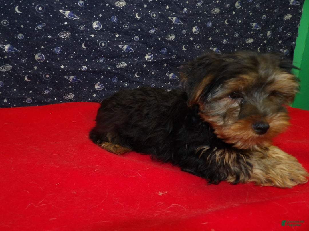 Yorkshire Terrier dogs for sale: James - Ad 3
