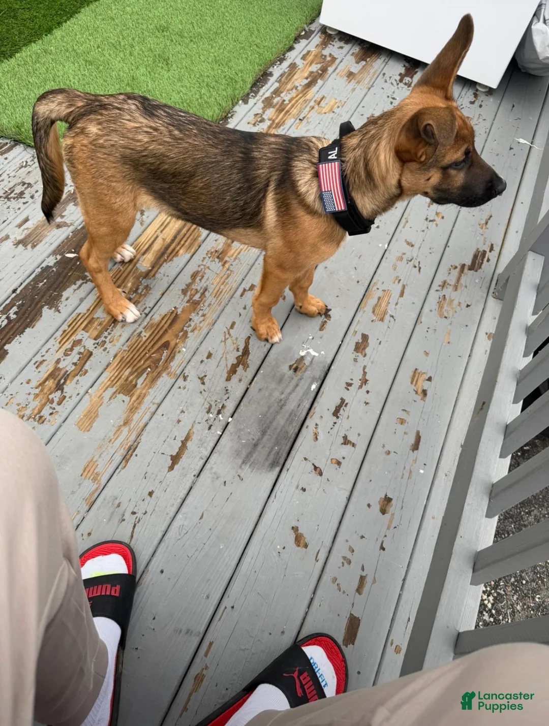 Gerberian Shepsky dogs for sale: Gerberian Shepsky Puppy 1 - Ad 1