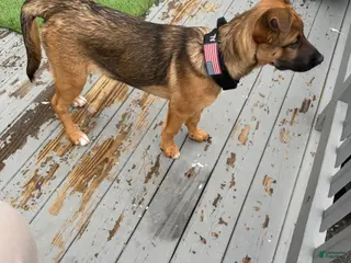 Gerberian Shepsky dogs Gerberian Shepsky Puppy 1 - Ad 15