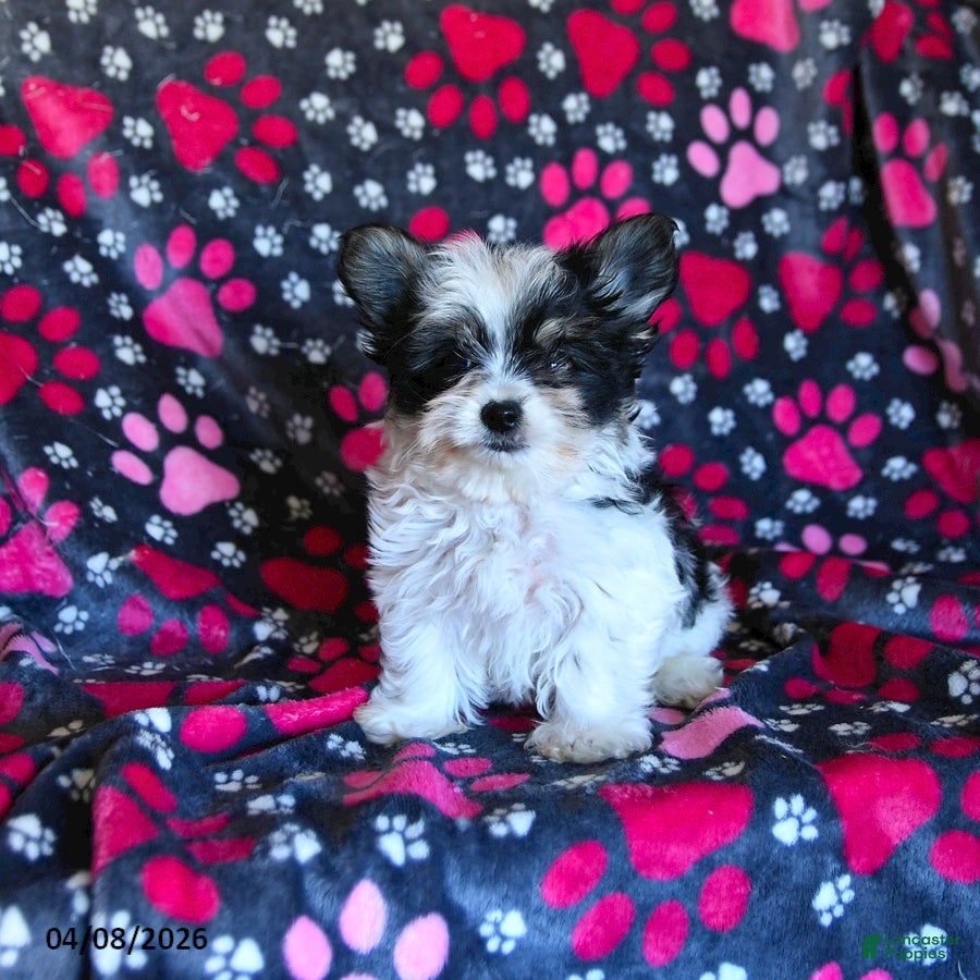 Morkie dogs Buddy - Ad 1