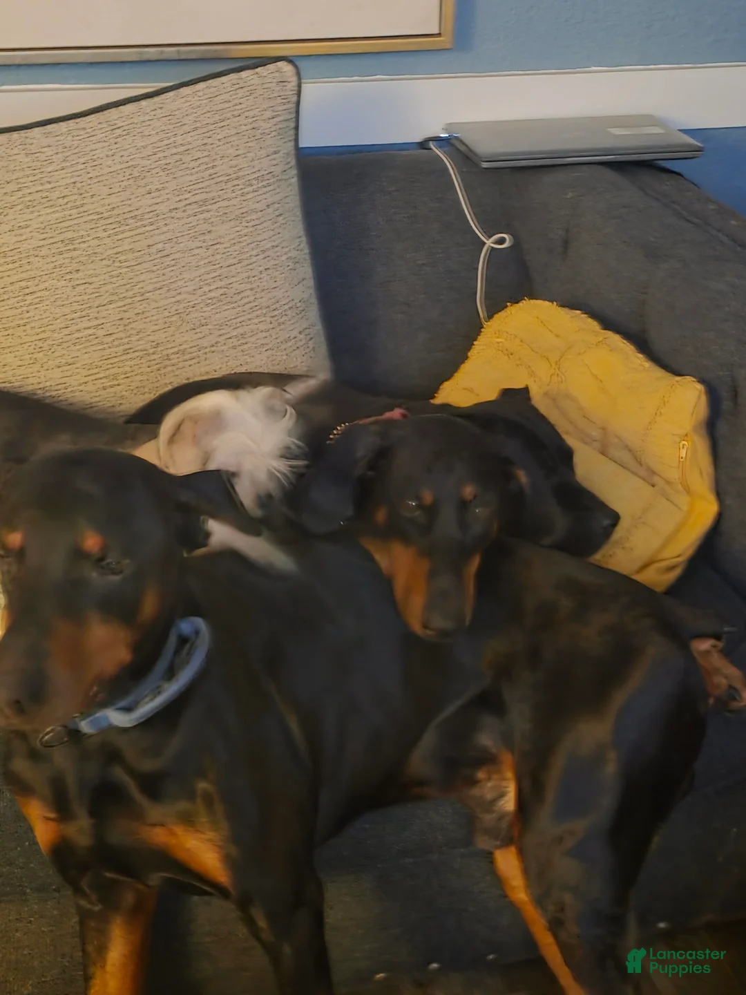 Doberman Pinscher dogs for sale: Doberman Pinscher Puppy 5 - Ad 1