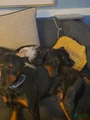 Doberman Pinscher Puppy 5