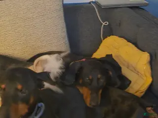 Doberman Pinscher dogs Doberman Pinscher Puppy 5 - Ad 27