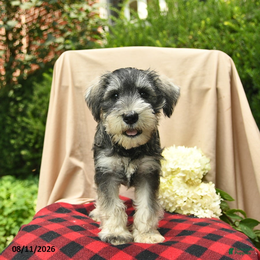 Miniature Schnauzer dogs Leo  - Ad 2