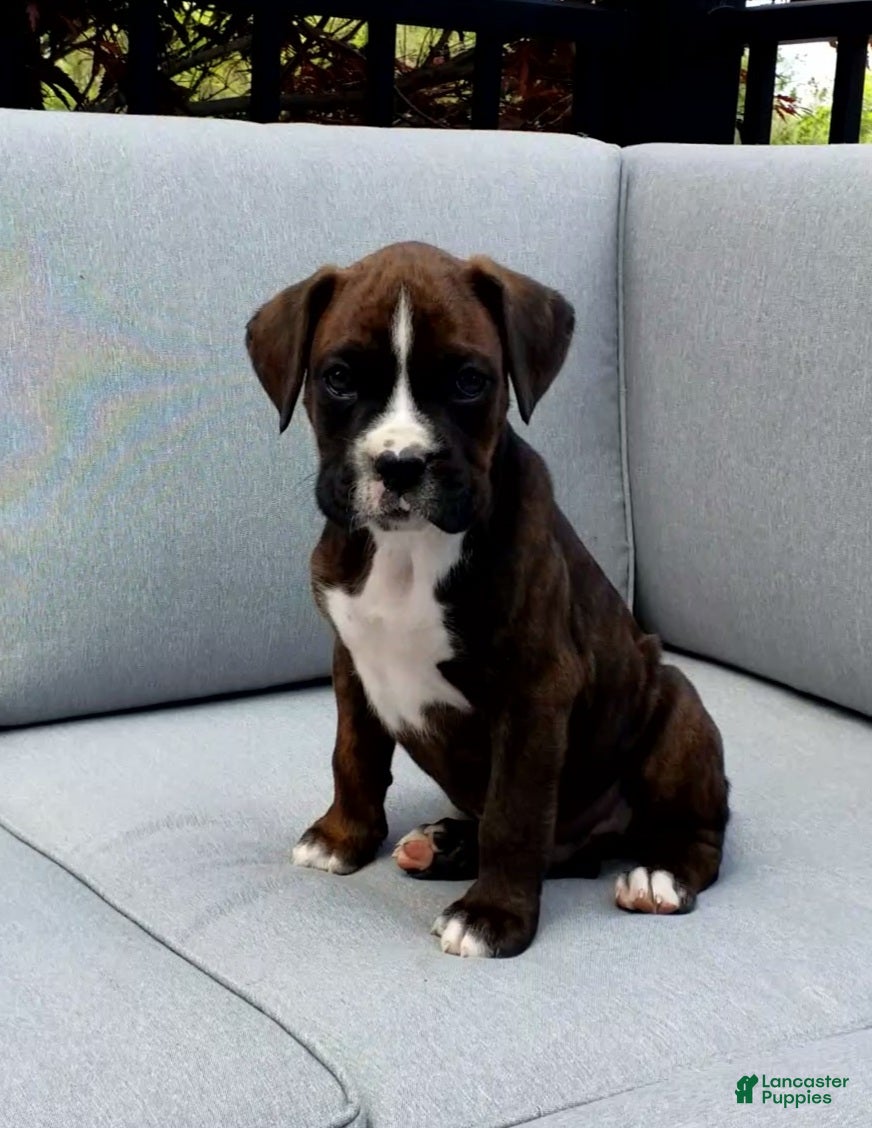 Boxer dogs Bentley - Ad 2