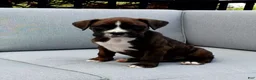 Boxer dogs for sale: Bentley - Ad 3