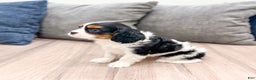Cavalier King Charles Spaniel dogs for sale: Chloe - Ad 3