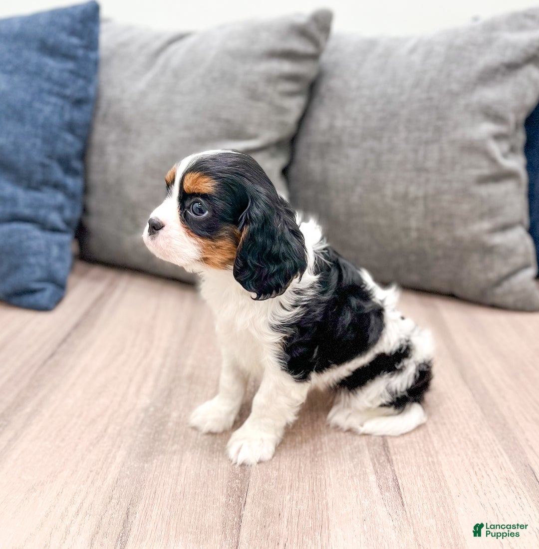 Cavalier King Charles Spaniel dogs for sale: Chloe - Ad 3