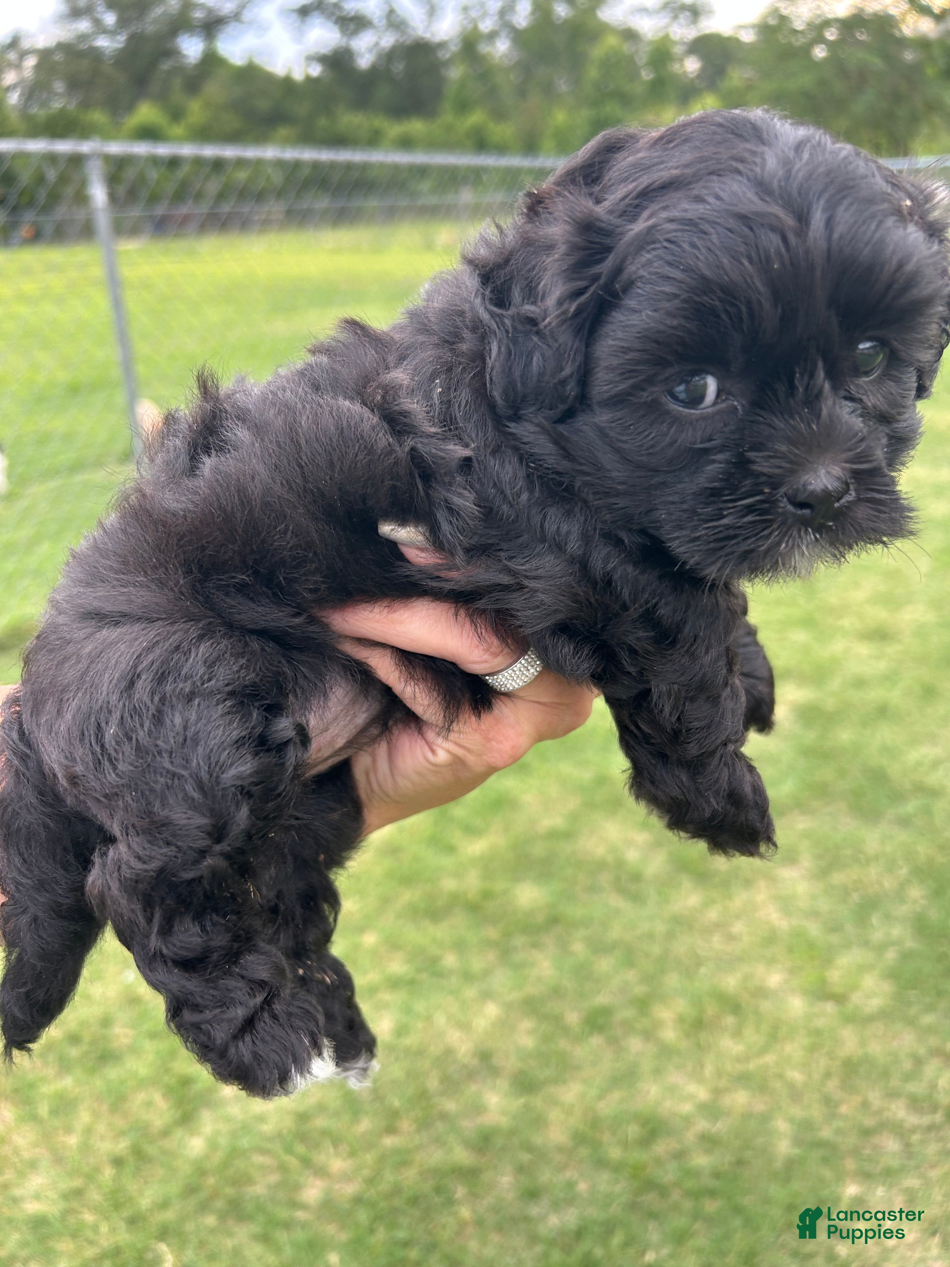 Shihpoo dogs Shihpoo 2 - Ad 2