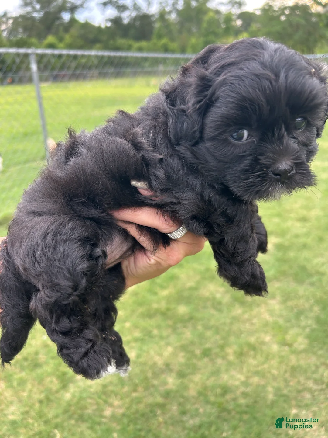 Shihpoo dogs for sale: Shihpoo 2 - Ad 2