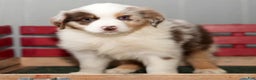 Miniature Australian Shepherd dogs for sale: Dexter - Ad 6