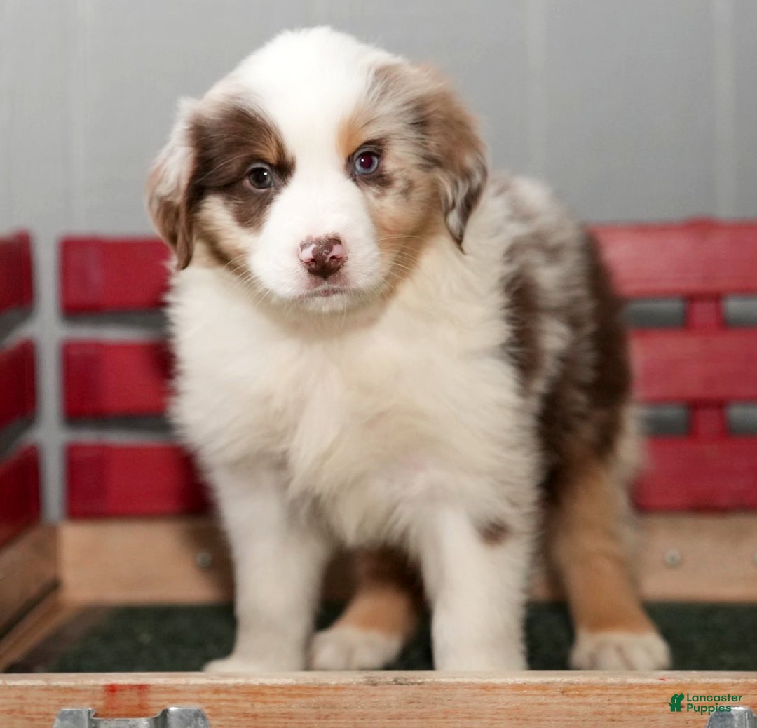 Miniature Australian Shepherd dogs for sale: Dexter - Ad 6