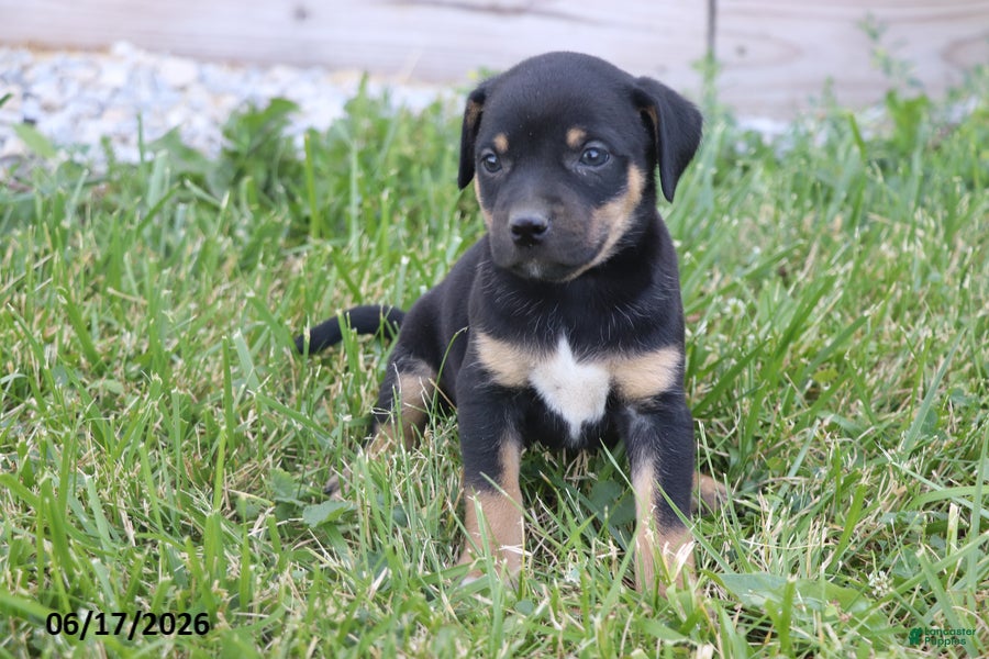 Mixed Breed dogs Violet - Ad 2