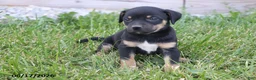 Mixed Breed dogs for sale: Violet - Ad 2