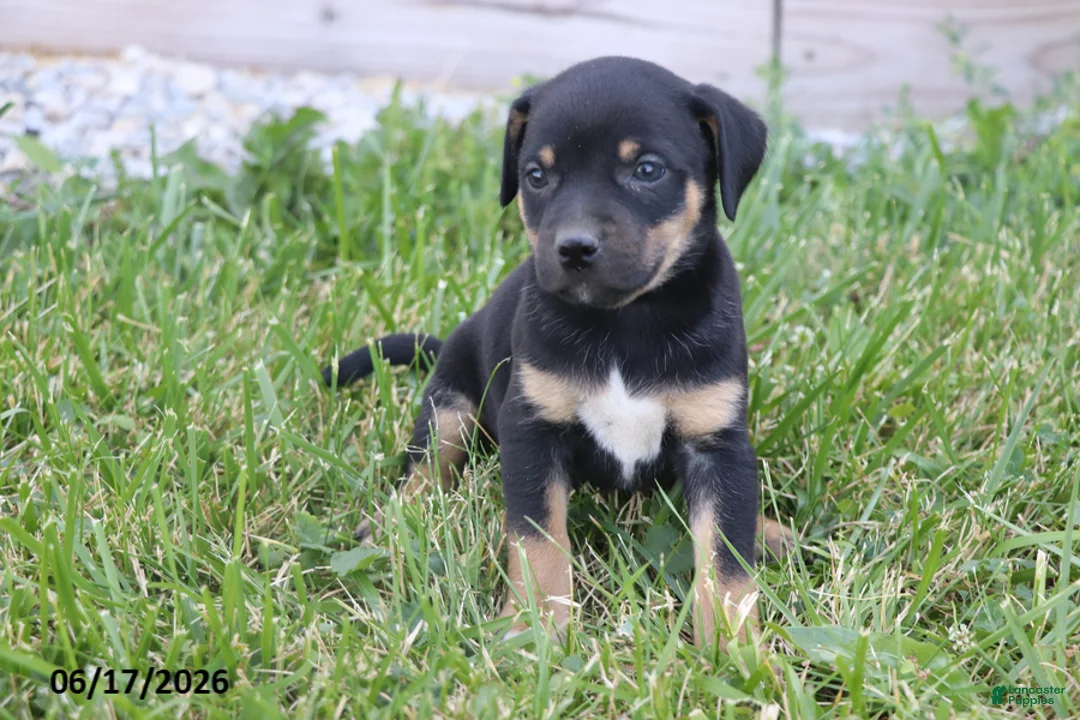 Mixed Breed dogs for sale: Violet - Ad 2