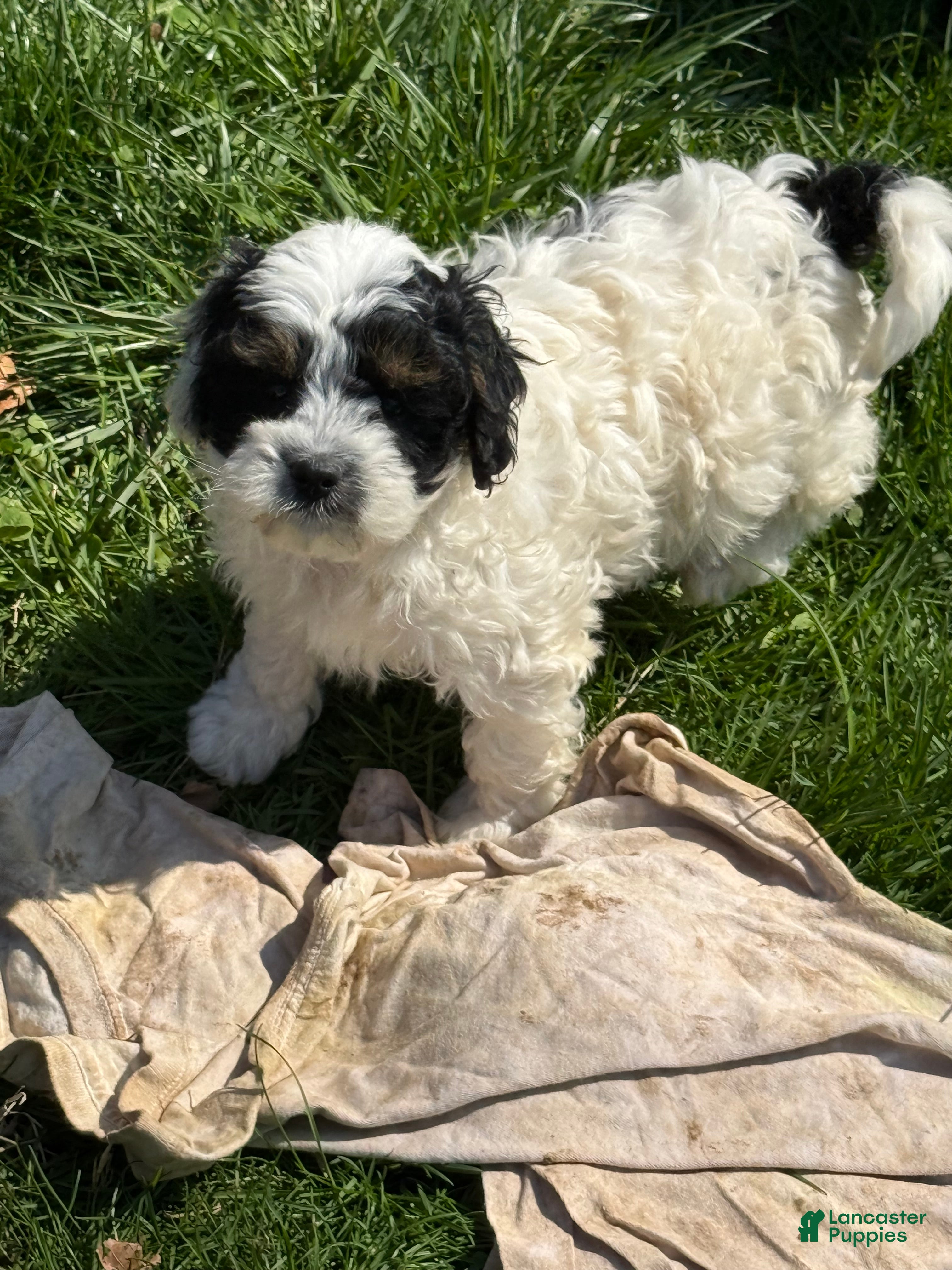 Cavapoo dogs Carlie - Ad 11