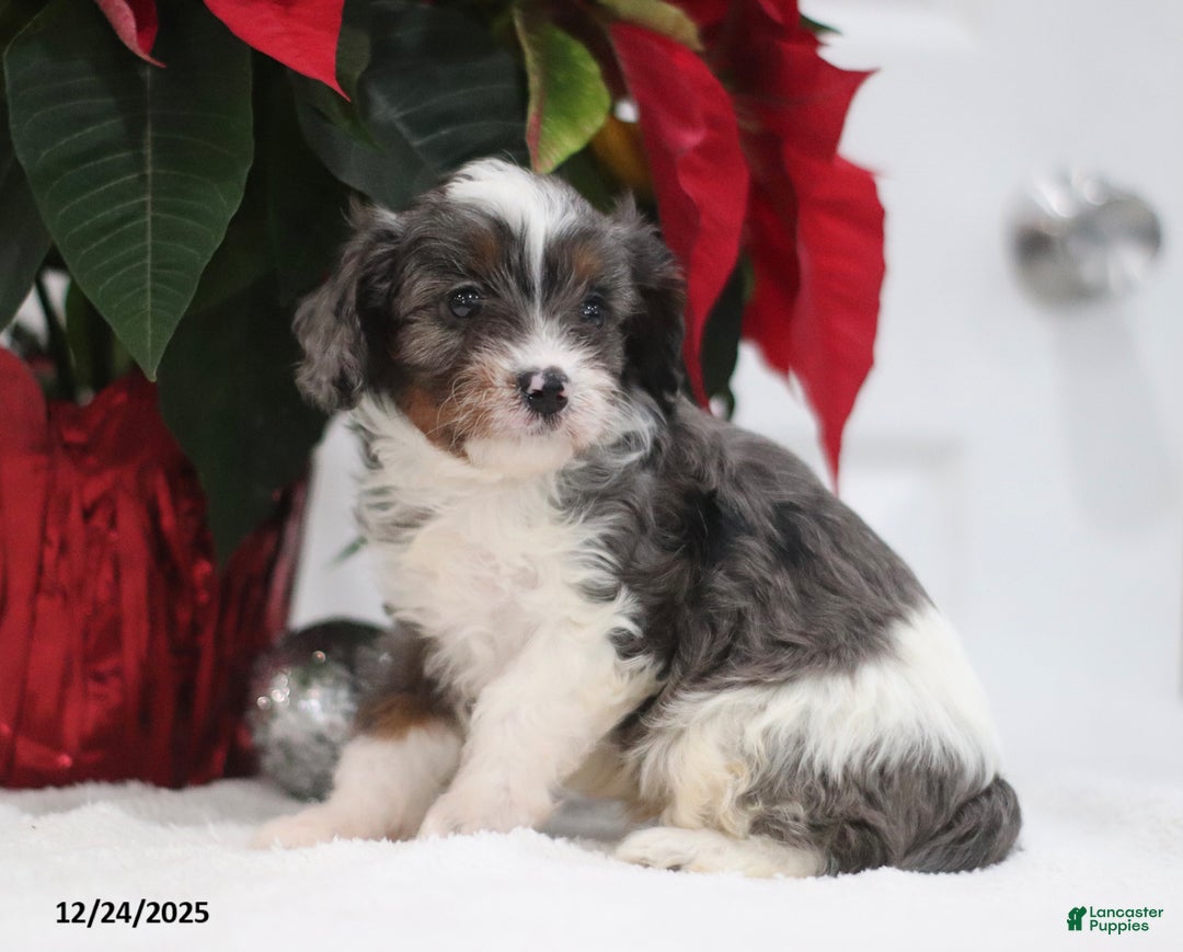 Cavapoo dogs for sale: Parker - Ad 3