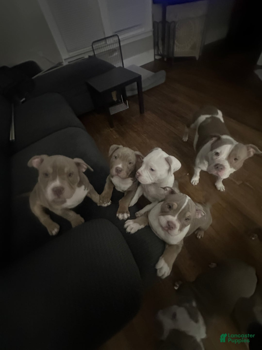 American Bully dogs for sale: American Bully Puppy 1 - Ad 9
