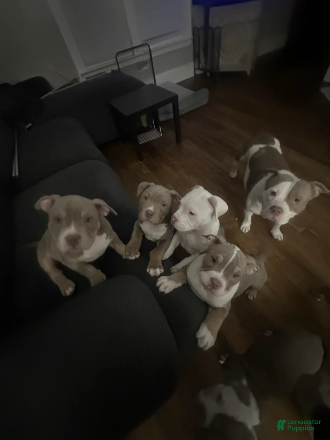 American Bully dogs for sale: American Bully Puppy 7 - Ad 8