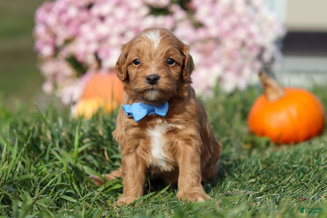 Cavapoo dogs for sale: Bentley - Ad 6