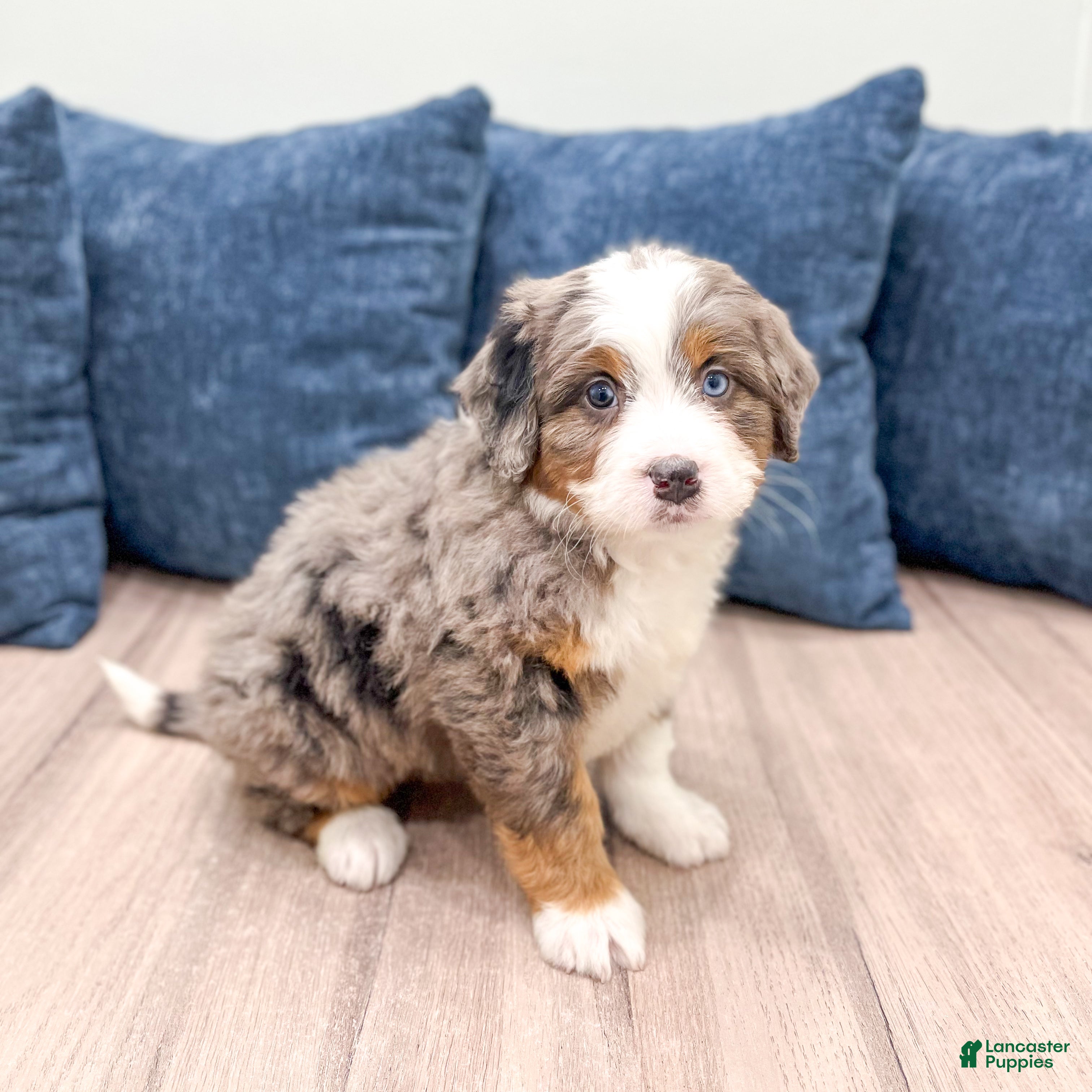 Mini Bernedoodle dogs Summer - Ad 5