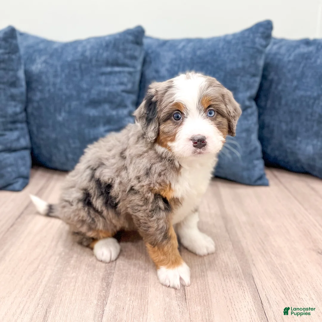 Mini Bernedoodle dogs for sale: Summer - Ad 1