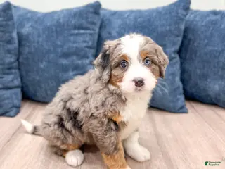 Mini Bernedoodle dogs Summer - Ad 5