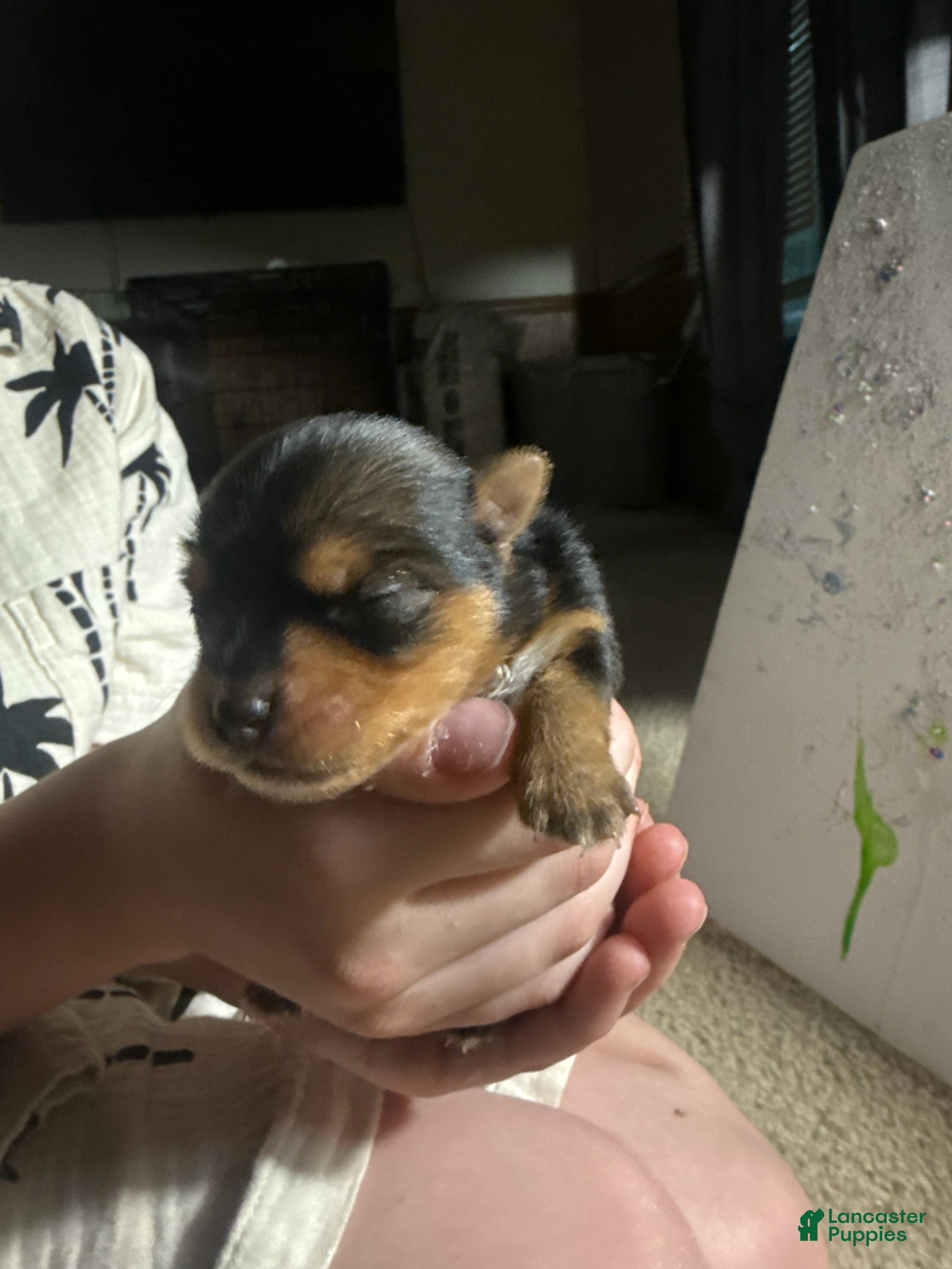 Yorkshire Terrier dogs Boy 1 - Ad 41