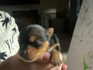 Yorkshire Terrier dogs Boy 1 - Ad 41