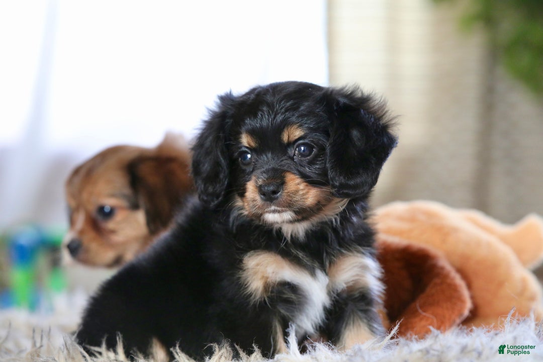 Mixed Breed dogs for sale: Cavalon Midnight - Ad 14