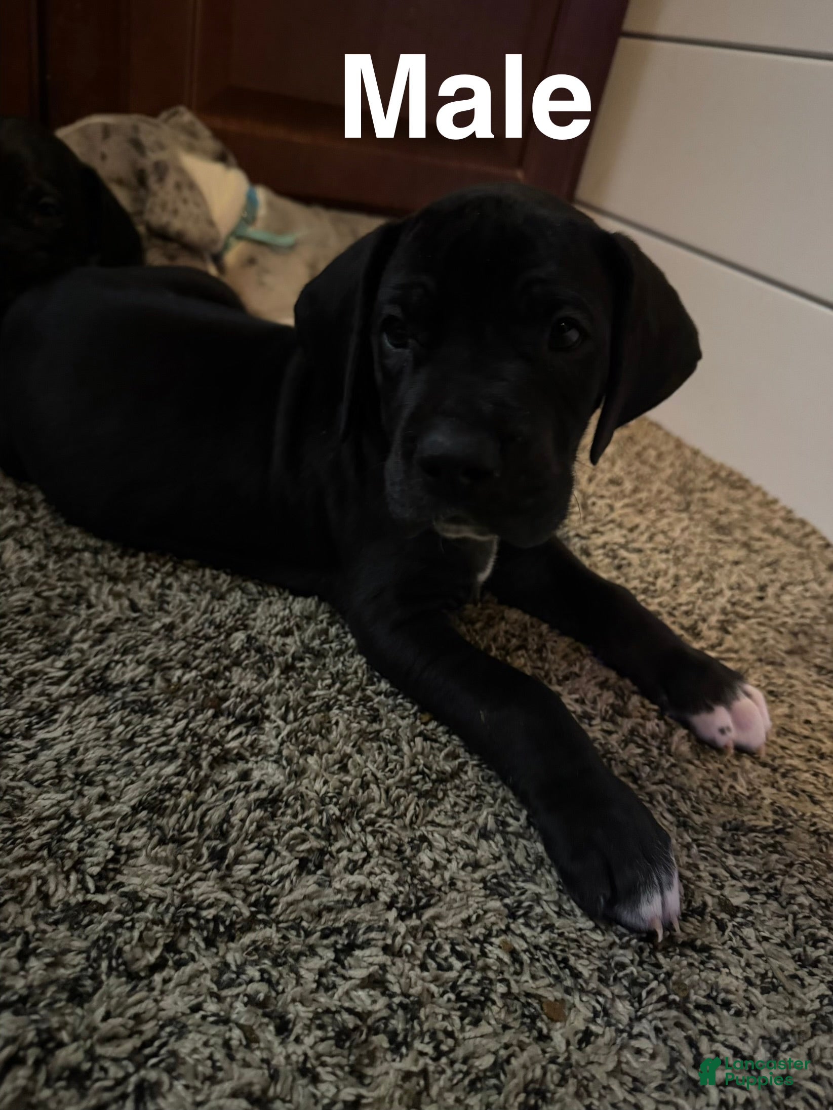 Great Dane dogs Bert - Ad 33