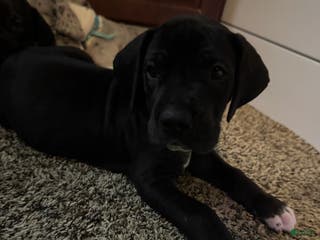 Great Dane dogs Bert - Ad 33