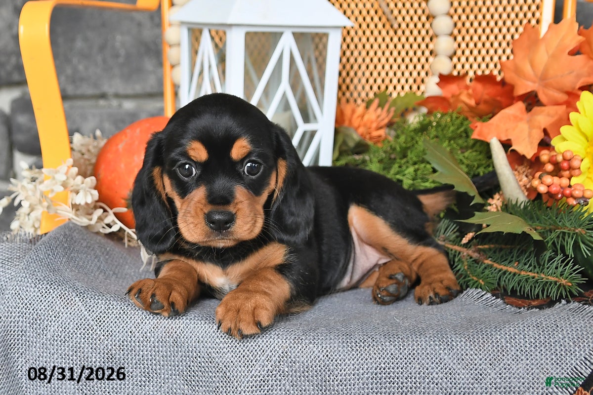 Beaglier dogs Jill - Ad 2