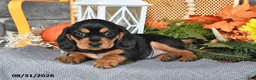 Beaglier dogs for sale: Jill - Ad 2