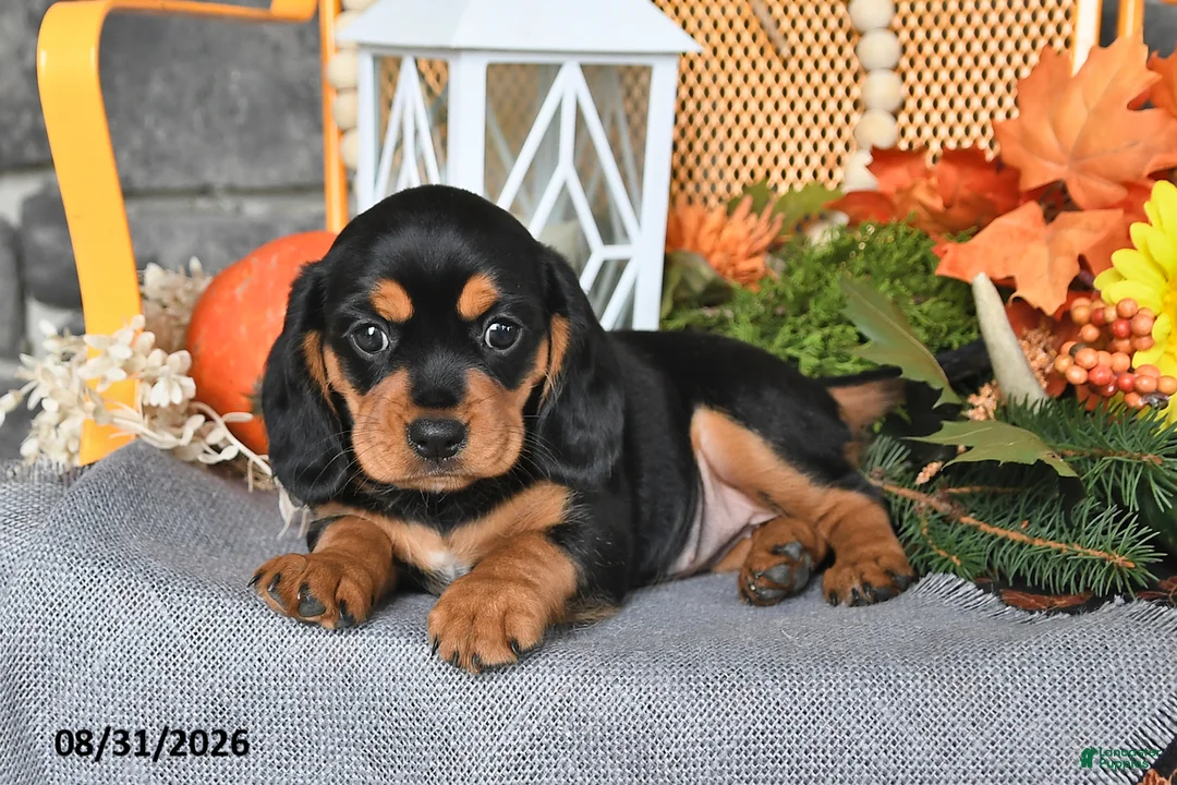 Beaglier dogs for sale: Jill - Ad 2