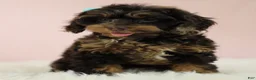 Cockapoo dogs for sale: Magdalena 🍓 - Ad 7