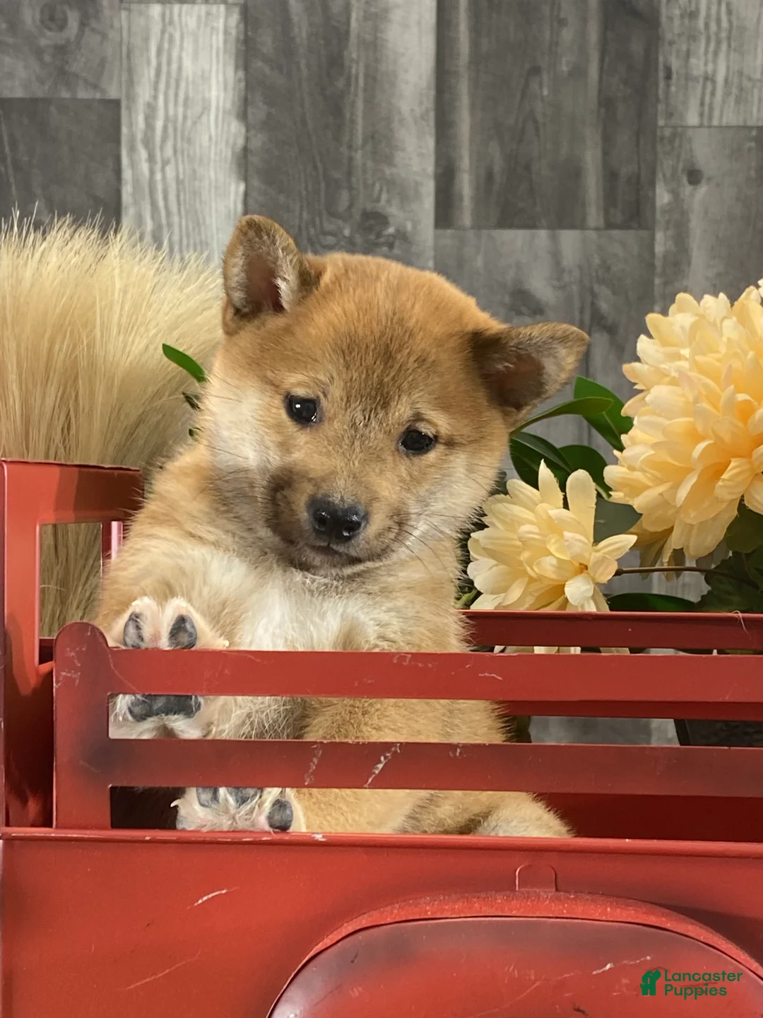 Shiba Inu dogs for sale: Irene - Ad 2